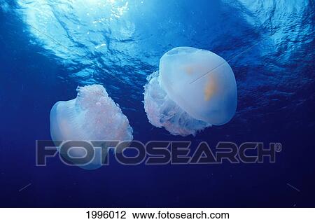 Stock Image - Marshall Islands, Kwajalein Atoll, Pair Of Jellyfish (Crambione Mastigophora). Fotosearch