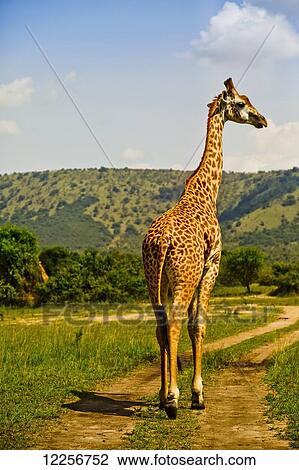 Masai Giraffe, Akagara Game Park; Rwanda View Large Photo Image Stock Image - Masai Giraffe, Akagara Game Park; Rwanda. Fotosearch