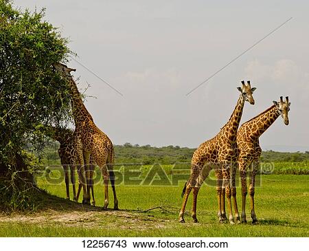 Masai giraffes, Akagara Game Park; Rwanda View Large Photo Image Stock Image - Masai giraffes, Akagara Game Park; Rwanda. Fotosearch