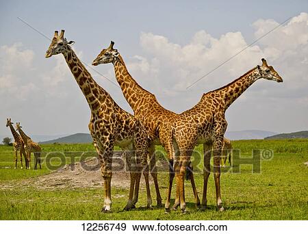 Masai Giraffes, Akagara Game Park; Rwanda View Large Photo Image Stock Photo - Masai Giraffes, Akagara Game Park; Rwanda. Fotosearch