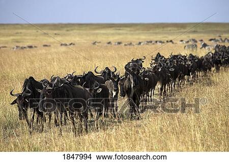 Picture - Masai Mara, Kenya, East Africa; Migrating Herd Of Wildebeest. Fotosearch