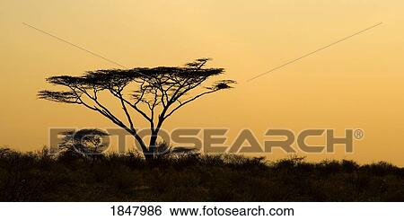 Masai Mara, Kenya, East Africa; Silhouette Of Acacia Tree At Sunset View Large Photo Image Stock Photograph - Masai Mara, Kenya, East Africa; Silhouette Of Acacia Tree At Sunset. Fotosearch