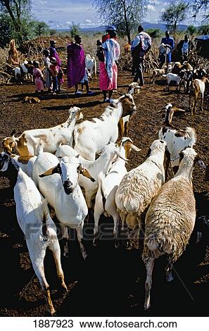 Masai Tribe With Goats View Large Photo Image Stock Image - Masai Tribe With Goats. Fotosearch