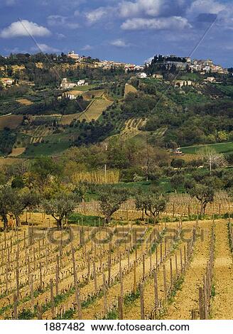 Masciarelli Vineyard View Large Photo Image Stock Image - Masciarelli Vineyard. Fotosearch