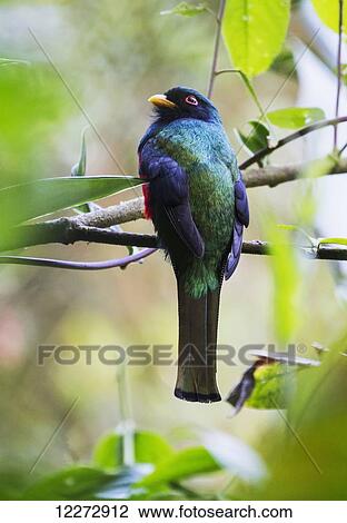 Masked trogon (Trogon personatus) in the cloud-forest, Mindo, Pichincha, Ecuador View Large Photo Image Stock Image - Masked trogon (Trogon personatus) in the cloud-forest, Mindo, Pichincha, Ecuador. Fotosearch