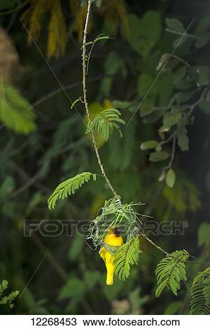 Stock Image - Masked Weaver hanging from nest on the banks of the Shire River, Liwonde National Park; Malawi. Fotosearch