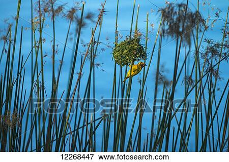 Stock Photo - Masked Weaver hanging from nest on the banks of the Shire River, Liwonde National Park; Malawi. Fotosearch