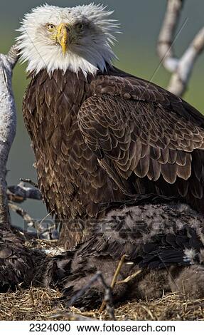 Stock Image - Mature bald eagle and chicks in a nest; Whitehorse, Yukon, Canada. Fotosearch
