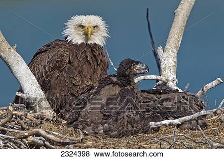 Mature bald eagle and chicks in a nest; Whitehorse, Yukon, Canada View Large Photo Image Stock Photo - Mature bald eagle and chicks in a nest; Whitehorse, Yukon, Canada. Fotosearch