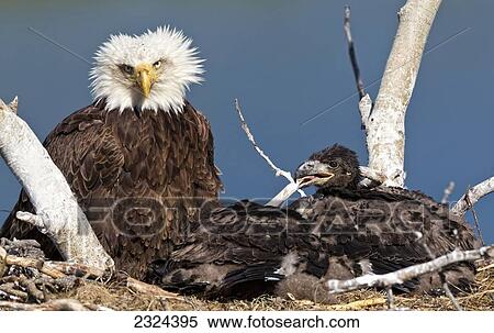 Stock Photography - Mature bald eagle and chicks in a nest; Whitehorse, Yukon, Canada. Fotosearch