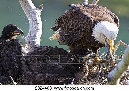 Stock Image - Mature bald eagle eating the tail of a fish while chicks look on; Whitehorse, Yukon, Canada. Fotosearch