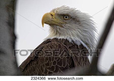 Mature bald eagle in tree; Whitehorse, Yukon, Canada View Large Photo Image Stock Photograph - Mature bald eagle in tree; Whitehorse, Yukon, Canada. Fotosearch