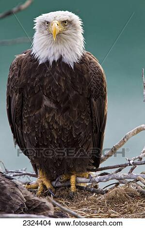 Mature bald eagle sitting in a tree; Whitehorse, Yukon, Canada View Large Photo Image Picture - Mature bald eagle sitting in a tree; Whitehorse, Yukon, Canada. Fotosearch