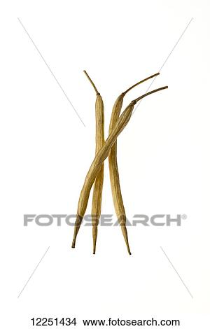 Picture - Mature, dried canola pods on a white background. Fotosearch