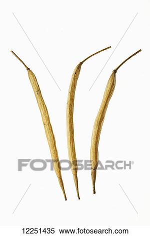 Mature, dried canola pods on a white background View Large Photo Image Stock Photography - Mature, dried canola pods on a white background. Fotosearch