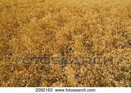 Mature Harvest-Ready Lentil Field; Ponteix Saskatchewan Canada View Large Photo Image Stock Image - Mature Harvest-Ready Lentil Field; Ponteix Saskatchewan Canada. Fotosearch