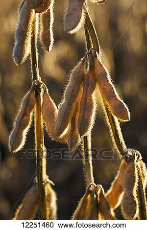 Stock Image - Mature soybean pods hanging from a plant at harvest time in central Iowa; Iowa, United States of America. Fotosearch