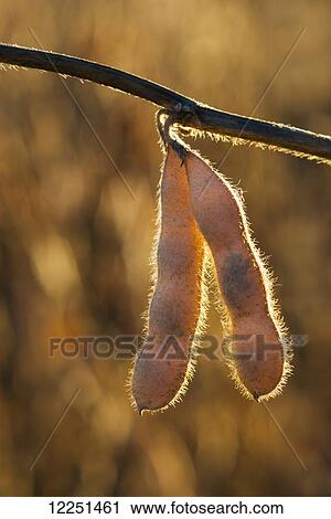 Mature soybean pods hanging from a plant at harvest time in central Iowa; Iowa, United States of America View Large Photo Image Stock Image - Mature soybean pods hanging from a plant at harvest time in central Iowa; Iowa, United States of America. Fotosearch
