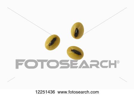 Mature soybeans on a white background View Large Photo Image Stock Photograph - Mature soybeans on a white background. Fotosearch