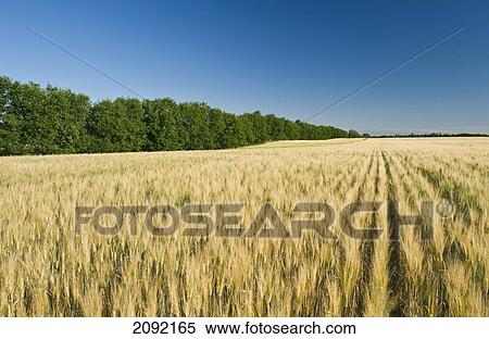 Maturing Durum Wheat Field With Shelterbelt; Admiral Saskatchewan Canada View Large Photo Image Stock Photography - Maturing Durum Wheat Field With Shelterbelt; Admiral Saskatchewan Canada. Fotosearch
