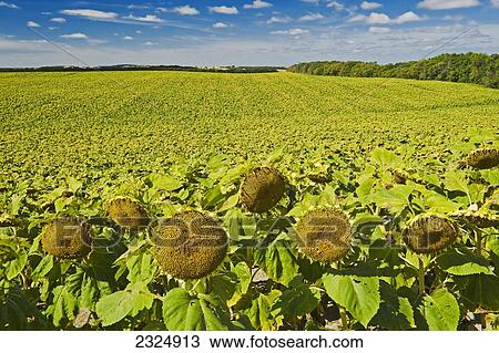 Stock Image - Maturing sunflower field near Treherne; Manitoba, Canada. Fotosearch