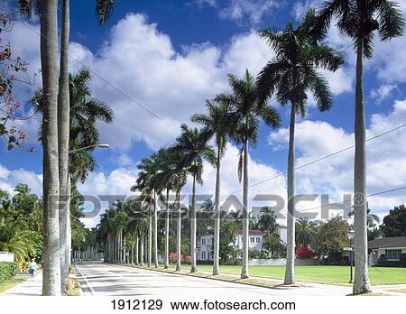 Stock Photo - Mcgregor Blvd - Avenue Of The Palms, Fort Myers, Florida, Usa. Fotosearch