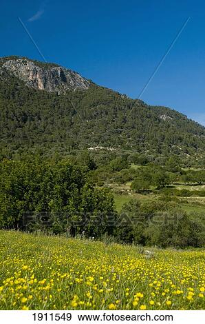 Meadow And Mountain, Majorca, Balearic Islands, Spain View Large Photo Image Stock Photo - Meadow And Mountain, Majorca, Balearic Islands, Spain. Fotosearch