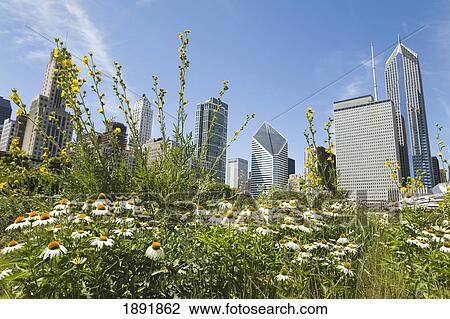 Stock Image - Meadow In Millennium Park, Cityscape In Background. Fotosearch