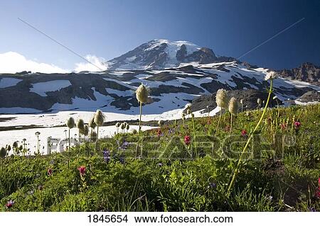 Picture - Meadow With Blooming Flowers, Mt. Rainier In Background; Mt Rainier National Park, Washington State, Usa. Fotosearch