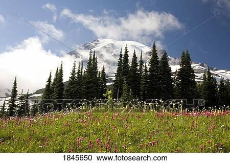 Meadow With Blooming Flowers, Mt. Rainier In Background; Mt Rainier National Park, Washington State, Usa View Large Photo Image Stock Image - Meadow With Blooming Flowers, Mt. Rainier In Background; Mt Rainier National Park, Washington State, Usa. Fotosearch