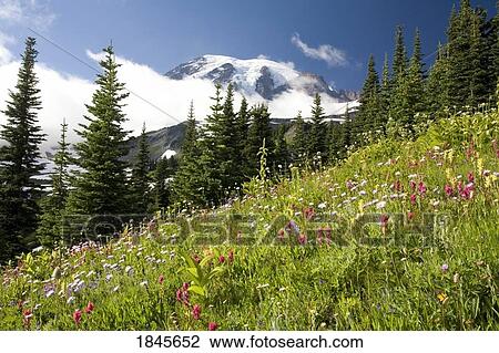 Stock Image - Meadow With Blooming Flowers, Mt. Rainier In Background; Mt Rainier National Park, Washington State, Usa. Fotosearch