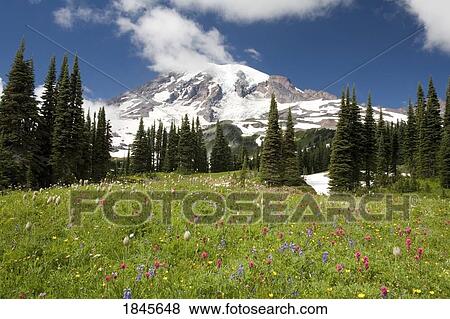 Stock Photo - Meadow With Blooming Flowers, Mt. Rainier In Background; Mt Rainier National Park, Washington State, Usa. Fotosearch