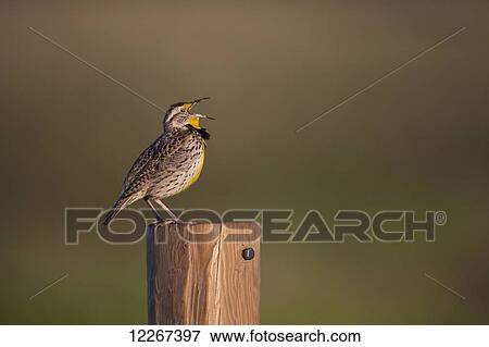 Stock Photo - Meadowlark (Sturnella) singing on a fence post; Saskatchewan, Canada. Fotosearch