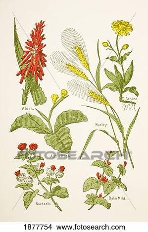 Picture - Medicinal Herbs And Plants. Clockwise From Top Left: Aloes, Arnica, Barley, Balm Mint, Burdock, Arrow Root. From Virtue's Household Physician, Published London 1924.. Fotosearch