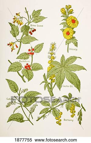 Stock Photography - Medicinal Herbs And Plants. Clockwise From Top Left: Bitter Sweet, Chicory, Castor Oil, Barberry, Cubebs, Buckthorn. From Virtue's Household Physician, Published London 1924.. Fotosearch