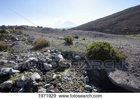 Stock Photo - Medicinal Plants On The Altiplano Near Amincha, Antofagasta Region, Chile. Fotosearch