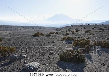 Medicinal Plants On The Altiplano Near Amincha, Antofagasta Region, Chile View Large Photo Image Stock Photo - Medicinal Plants On The Altiplano Near Amincha, Antofagasta Region, Chile. Fotosearch