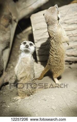 Stock Photograph - Meerkats standing upright at the Calgary Zoo; Calgary, Alberta, Canada. Fotosearch