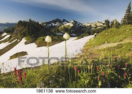 Stock Photo - Melting Snow With Mountain Backdrop; Washington, Usa. Fotosearch