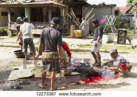 Men butchering a water buffalo at a rante, the ceremonial site for a Torajan funeral ceremony in Rantepao, Toraja Land, South Sulawesi, Indonesia View Large Photo Image Stock Photo - Men butchering a water buffalo at a rante, the ceremonial site for a Torajan funeral ceremony in Rantepao, Toraja Land, South Sulawesi, Indonesia. Fotosearch