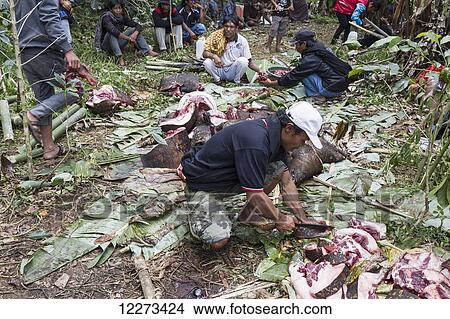 Picture - Men butchering pigs after a Torajan funeral ceremony in Sereale, Toraja Land, South Sulawesi, Indonesia. Fotosearch