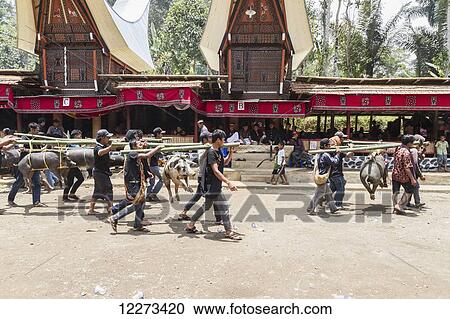 Stock Image - Men carrying pigs tied to bamboo sticks in a formal funeral procession called MaÃƒÆ’Ã¢â‚¬Â passa Tedong at a rante, the ceremonial site for a Torajan funeral, in Sereale, Toraja Land, South Sulawesi, Indonesia. Fotosearch