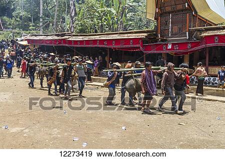 Men carrying pigs tied to bamboo sticks in a formal funeral procession called MaÆpassa Tedong at a rante, the ceremonial site for a Torajan funeral, in Sereale, Toraja Land, South Sulawesi, Indonesia View Large Photo Image Stock Photo - Men carrying pigs tied to bamboo sticks in a formal funeral procession called MaÆpassa Tedong at a rante, the ceremonial site for a Torajan funeral, in Sereale, Toraja Land, South Sulawesi, Indonesia. Fotosearch