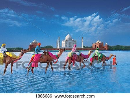 Men On Camels Walking Through River With Taj Mahal In The Background View Large Photo Image Stock Photograph - Men On Camels Walking Through River With Taj Mahal In The Background. Fotosearch