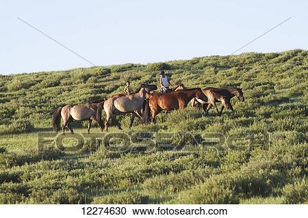 Stock Image - Men rustling horses, Khogno Khan Uul Nature Reserve, Arkhangai Province, Mongolia. Fotosearch