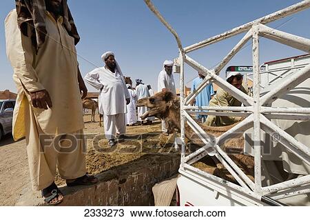 Stock Image - Men Watching Camel Being Loaded Onto Back Of Pick-Up In Camel Market; Al Ain, Abu Dhabi, United Arab Emirates. Fotosearch