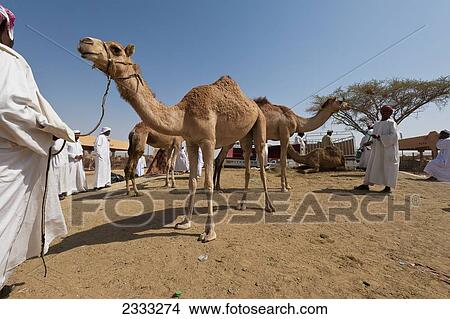Picture - Men With Camels For Sale In Camel Market; Al Ain, Abu Dhabi, United Arab Emirates. Fotosearch