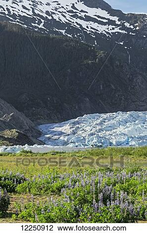 Mendenhall Glacier in Mendenhall Valley, Tongass National Forest; Alaska, United States of America View Large Photo Image Stock Image - Mendenhall Glacier in Mendenhall Valley, Tongass National Forest; Alaska, United States of America. Fotosearch
