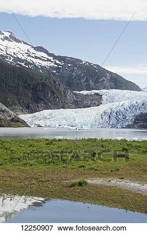Mendenhall Glacier in Mendenhall Valley, Tongass National Forest; Alaska, United States of America View Large Photo Image Stock Photo - Mendenhall Glacier in Mendenhall Valley, Tongass National Forest; Alaska, United States of America. Fotosearch