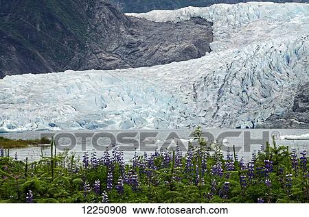 Stock Photo - Mendenhall Glacier in Mendenhall Valley, Tongass National Forest; Alaska, United States of America. Fotosearch